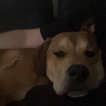 German Shepherd Dog and Rottweiler Dogs Available for Adoption - Budderball | PetCurious