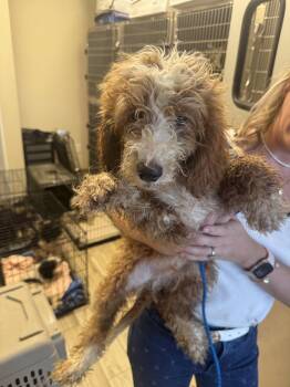 Darcey -  Bernese Mountain Dog and Poodle Dog for Adoption in Valrico, Florida - Darcey | PetCurious
