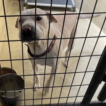 CoCo -  Shar Pei and Pit Bull Terrier Dog for Adoption in Clarksville, Virginia - CoCo | PetCurious