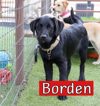 Labrador Retriever Dogs Available for Adoption in Southlake, Texas - Borden | PetCurious