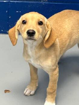 Yara (Yx2) -  Hound and Labrador Retriever Dog for Adoption in Hartsville, South Carolina - Yara (Yx2) | PetCurious