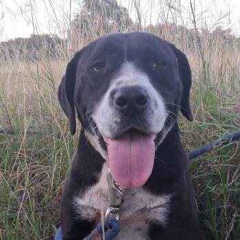 Liberty -  Presa Canario and Labrador Retriever Dog for Adoption in Boerne, Texas - Liberty | PetCurious