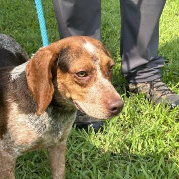 Stewart -  Beagle and Hound Dog for Adoption in Charles City, Virginia - Stewart | PetCurious