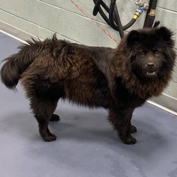 Chow Chow Dogs Available for Adoption in Greensboro, North Carolina - MEOW | PetCurious