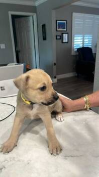 Rescue Hound Dogs for Adoption in Pinellas Park, Florida - Zoey | PetCurious