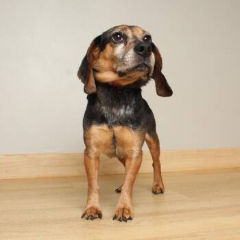 Snoopy D70084 -  Beagle Dog for Adoption in Minnetonka, Minnesota - Snoopy D70084 | PetCurious