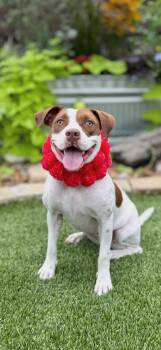 Helga -  American Staffordshire Terrier Dog for Adoption in Mico, Texas - Helga | PetCurious
