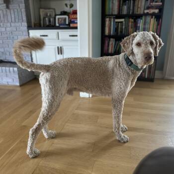 Cash -  Poodle and Golden Retriever Dog for Adoption in Oak Brook, Illinois - Cash | PetCurious