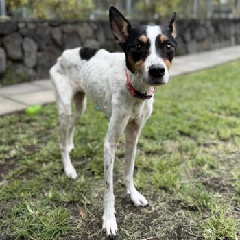 Lani -  Mixed Breed Dog for Adoption in Keaau, Hawaii - Lani | PetCurious