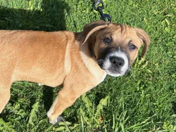 Rescue Australian Cattle Dog Blue Heeler Dogs for Adoption - Eddie | PetCurious