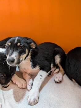 Border Collie and Mixed Breed Dogs Available for Adoption - CABURRY | PetCurious