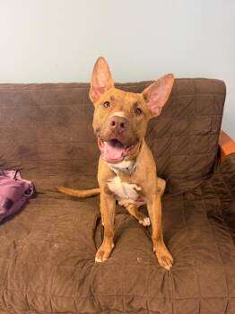 Scooby Doo -  Mixed Breed Dog Available for Adoption in Marion, Ohio - Scooby Doo | PetCurious