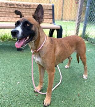 KENZIE -  Mixed Breed Dog for Adoption in Columbia, South Carolina - KENZIE | PetCurious