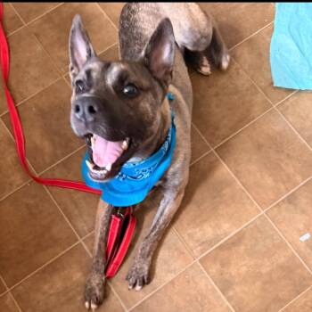 ARIES -  Belgian Shepherd Malinois and Akita Dog for Adoption - ARIES | PetCurious