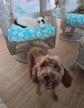 Hugo -  Golden Retriever and Poodle Dog for Adoption in Valparaiso, Indiana - Hugo | PetCurious