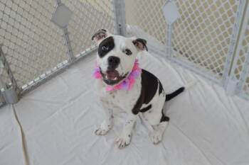 Mouse -  Pit Bull Terrier Dog for Adoption in Mckinney, Texas - Mouse | PetCurious