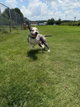 Ruger -  Pit Bull Terrier and American Staffordshire Terrier Dog for Adoption in Carmel Hamlet, New York - Ruger | PetCurious