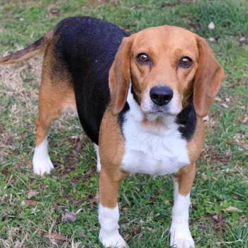 Beagle Dogs Available for Adoption - Blanche | PetCurious