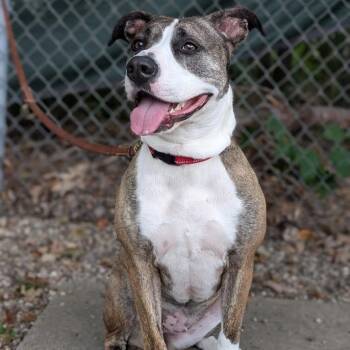 Dixie -  Mixed Breed Dog for Adoption in West Olive, Michigan - Dixie | PetCurious