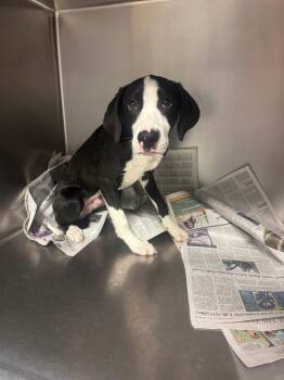 Aquilino -  Mixed Breed Dog for Adoption in Sorrento, Louisiana - Aquilino | PetCurious