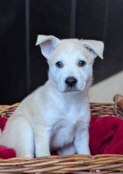 Rescue Pit Bull Terrier Dogs for Adoption in San Diego, California - Trixie | PetCurious