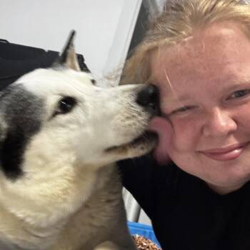 Otis -  Husky Dog Available for Adoption in Eufaula, Oklahoma - Otis | PetCurious