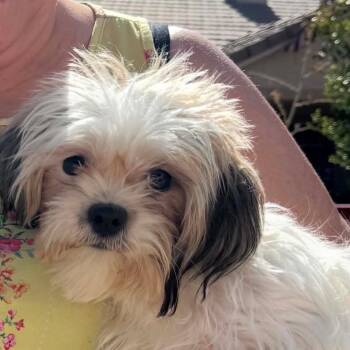 Bella Spring AB NV -  Maltese and Poodle Dog for Adoption in Las Vegas, Nevada - Bella Spring AB NV | PetCurious