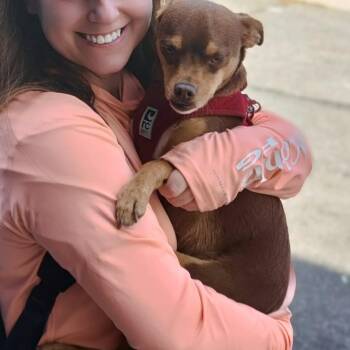 Mr. Cuddly Pinto Bean -  Miniature Pinscher and Chihuahua Dog for Adoption in Ridgefield, Washington - Mr. Cuddly Pinto Bean | PetCurious