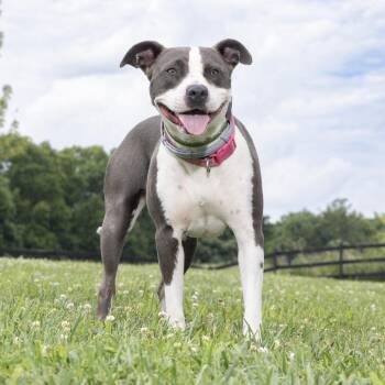 Fifa -  Mixed Breed Dog for Adoption in Franklin, Tennessee - Fifa | PetCurious