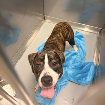 Oh yeah dog -  Mixed Breed Dog for Adoption in Davenport, Iowa - Oh Yeah Dog | PetCurious