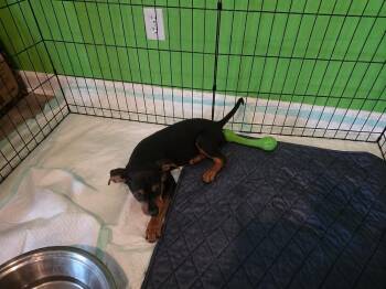 Cheyanne -  Terrier Dog for Adoption in Colorado Springs, Colorado - Cheyanne | PetCurious