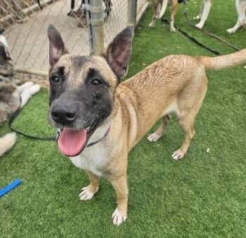 Rescue Belgian Shepherd Malinois Dogs for Adoption in Los Angeles, California - Lovely | PetCurious