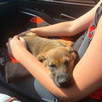 Willow -  Shepherd and Black Labrador Retriever Dog for Adoption in Avon, Ohio - Willow | PetCurious