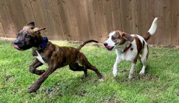 Marvin -  Hound and Beagle Dog for Adoption in Princeton, Massachusetts - Marvin | PetCurious