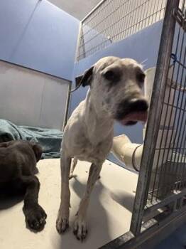 LOLA -  Shepherd and Mixed Breed Dog for Adoption in El Paso, Texas - LOLA | PetCurious