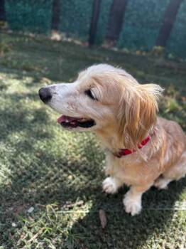 Sybil -  Cocker Spaniel Dog for Adoption in Austin, Texas - Sybil | PetCurious