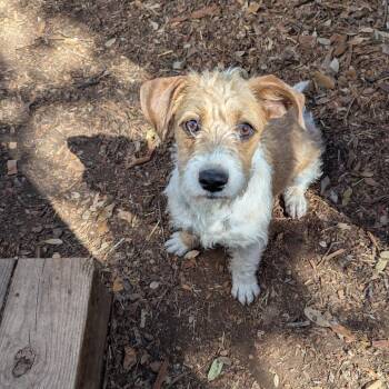 Terrier Dogs Available for Adoption - Freda | PetCurious