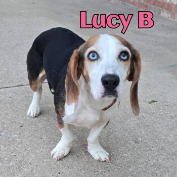 Mixed Breed Dogs Available for Adoption in Joliet, Illinois - Lucy B | PetCurious