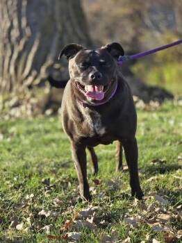 Rescue American Staffordshire Terrier and Mixed Breed Dogs for Adoption in Alma, Wisconsin - Maggie | PetCurious