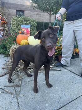 Ginger -  Pointer Dog for Adoption in Ashland, Virginia - Ginger | PetCurious