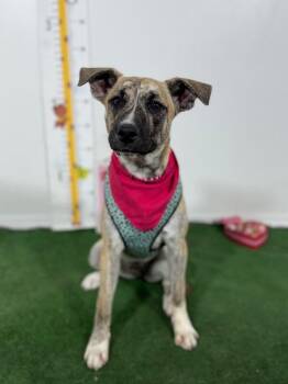 Sara-One of our Amazing Rescue Dogs -  Mountain Cur and Labrador Retriever Dog for Adoption in Carlsbad, California - Sara-One Of Our Amazing Rescue Dogs | PetCurious