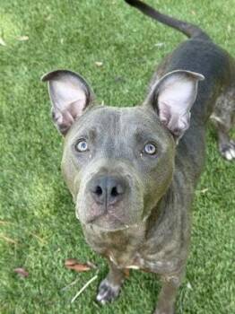 Spork - 2 -  Pit Bull Terrier and Mixed Breed Dog for Adoption in Daytona Beach, Florida - Spork - 2 | PetCurious