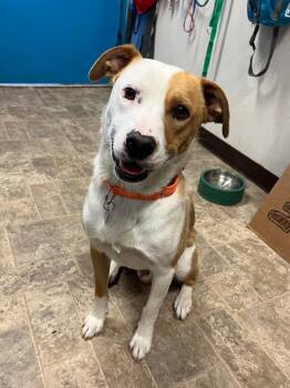 Torino -  Pit Bull Terrier and Border Collie Dog for Adoption in Carson City, Nevada - Torino | PetCurious