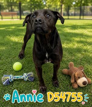 Labrador Retriever Dogs Available for Adoption in Clarksville, Tennessee - Annie | PetCurious