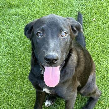 Rescue Labrador Retriever Dogs for Adoption in Harlingen, Texas - Hazel | PetCurious