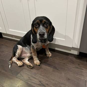 Rescue Beagle Dogs for Adoption in Northbrook, Illinois - Monaco | PetCurious
