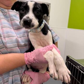 Pit Bull Terrier and Mixed Breed Dogs Available for Adoption in Austin, Texas - Hopscotch | PetCurious