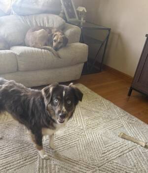 Mocha -  Australian Shepherd Dog for Adoption in Syracuse, New York - Mocha | PetCurious