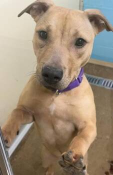 Mixed Breed Dogs Available for Adoption - Crumble | PetCurious