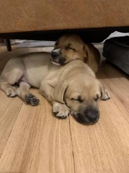 Shepherd and Mixed Breed Dogs Available for Adoption - Soul | PetCurious